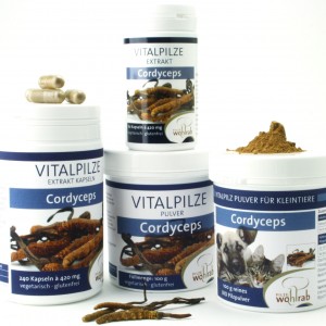 Cordyceps sinensis - loses Pulver und Extrakt