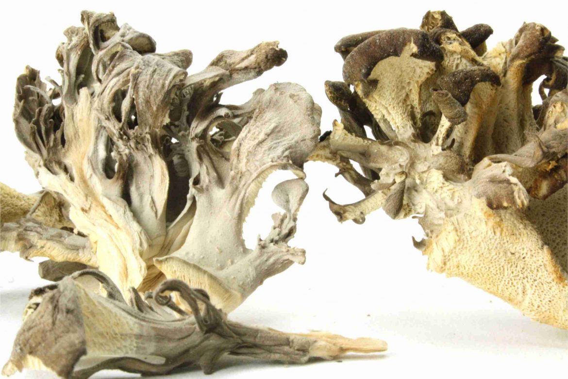 Maitake