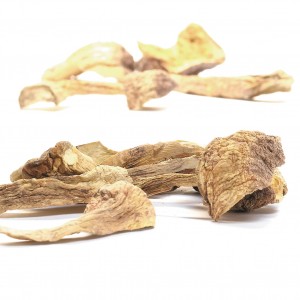 AgaricusSolo_1200