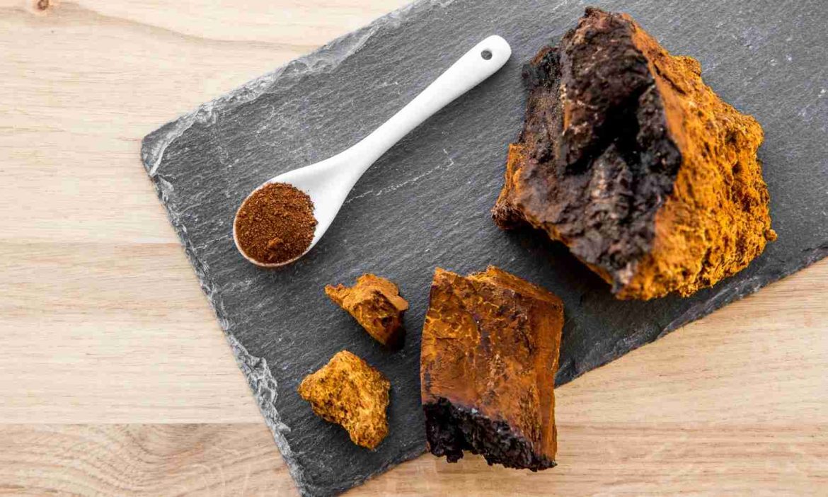 getrockneter Chaga pulverisiert