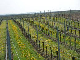 Weingut Kühling_ReihenWeinberg