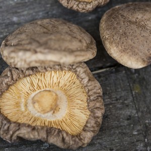 Shiitake_quer1500x1000_6373