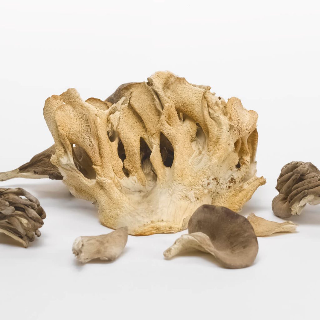 maitake-getrocknet