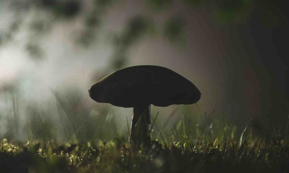 Tipps für das Sammeln von Pilzen Pilz in der Nacht