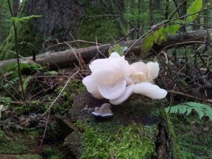 skal_20130925_081958_top