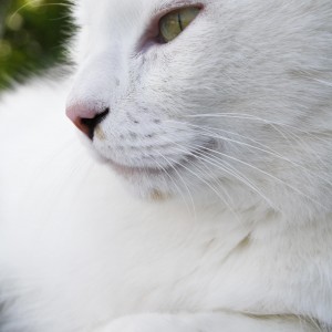 Vitalpilze für Tiere