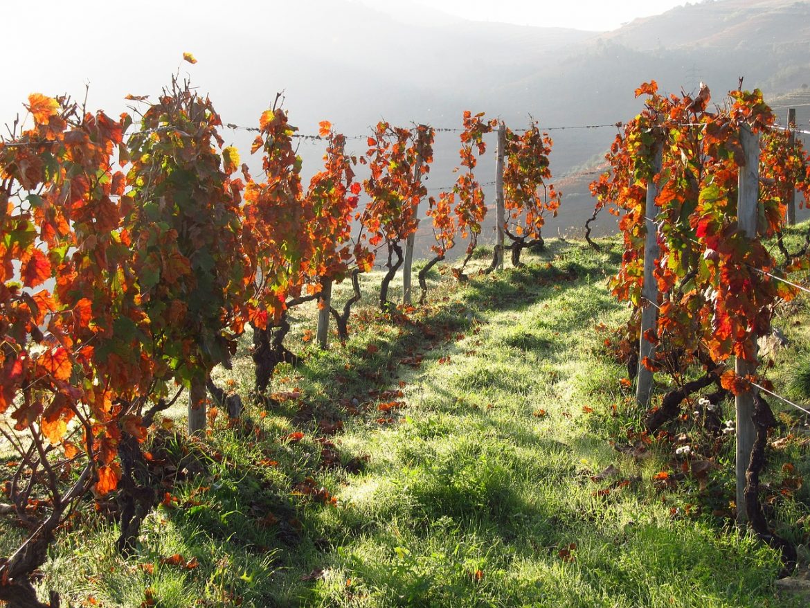 Das Weingut Kühling aus Rheinhessen