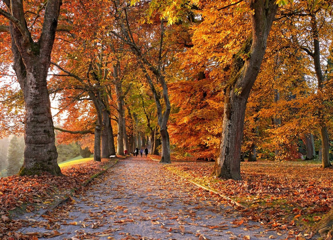 Herbst ist Pilzsaison