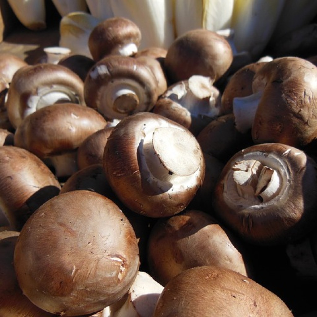 Champignons