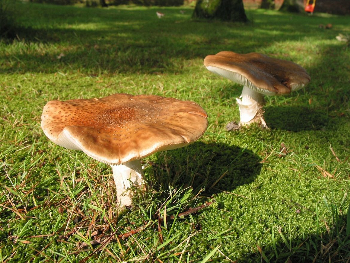 Was macht Pilze so gesund? Speisepilze (z.B. der Steinpilz)