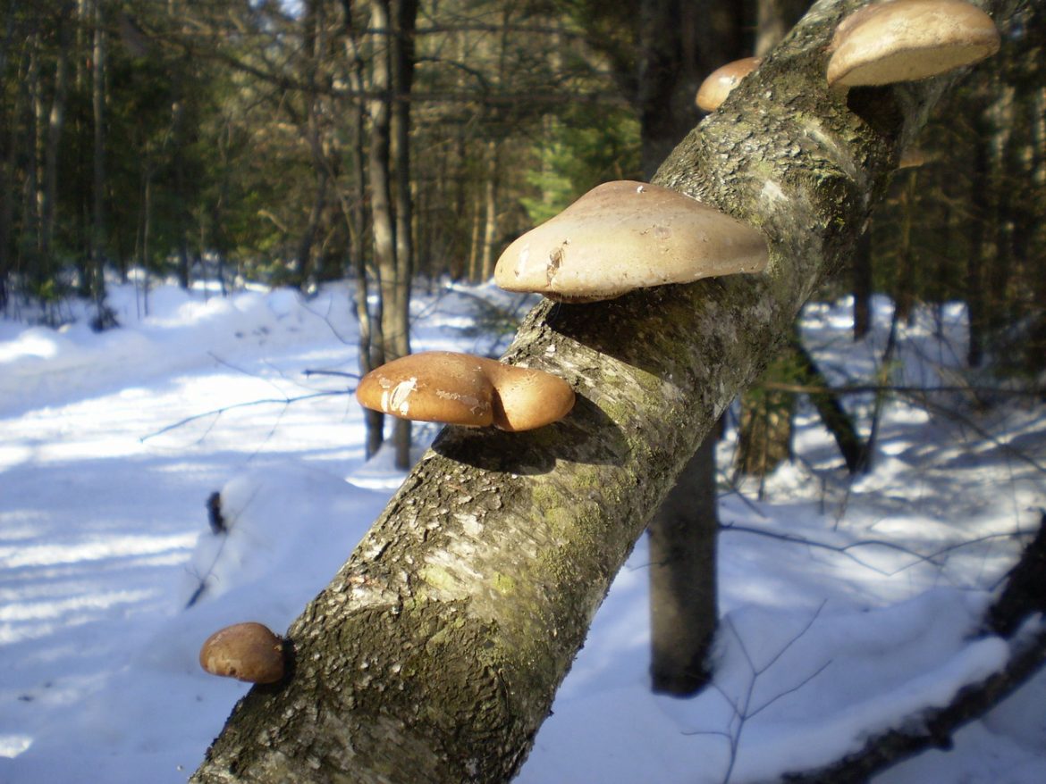 Pilze sammeln im Winter