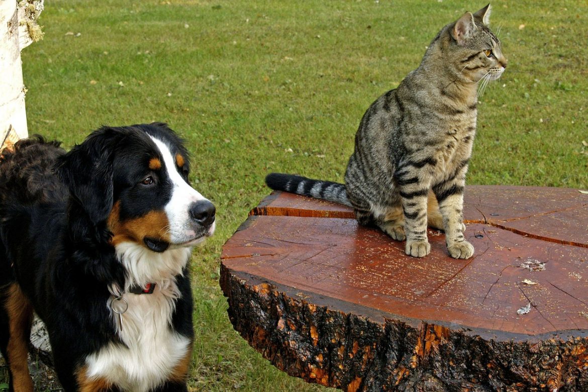 Vitalpilze hilfreich für Tiere