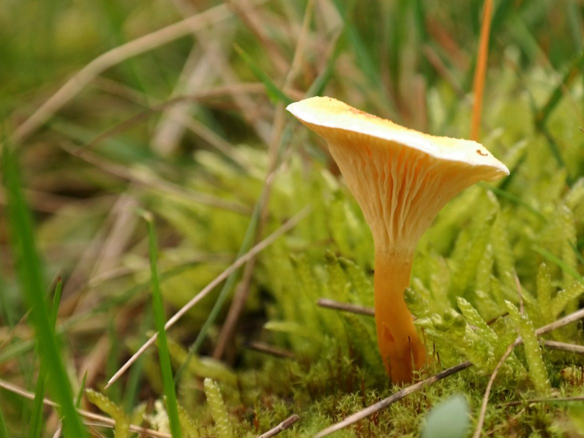Pilze sind ein guter Lieferant für essentielle Aminosäuren.
