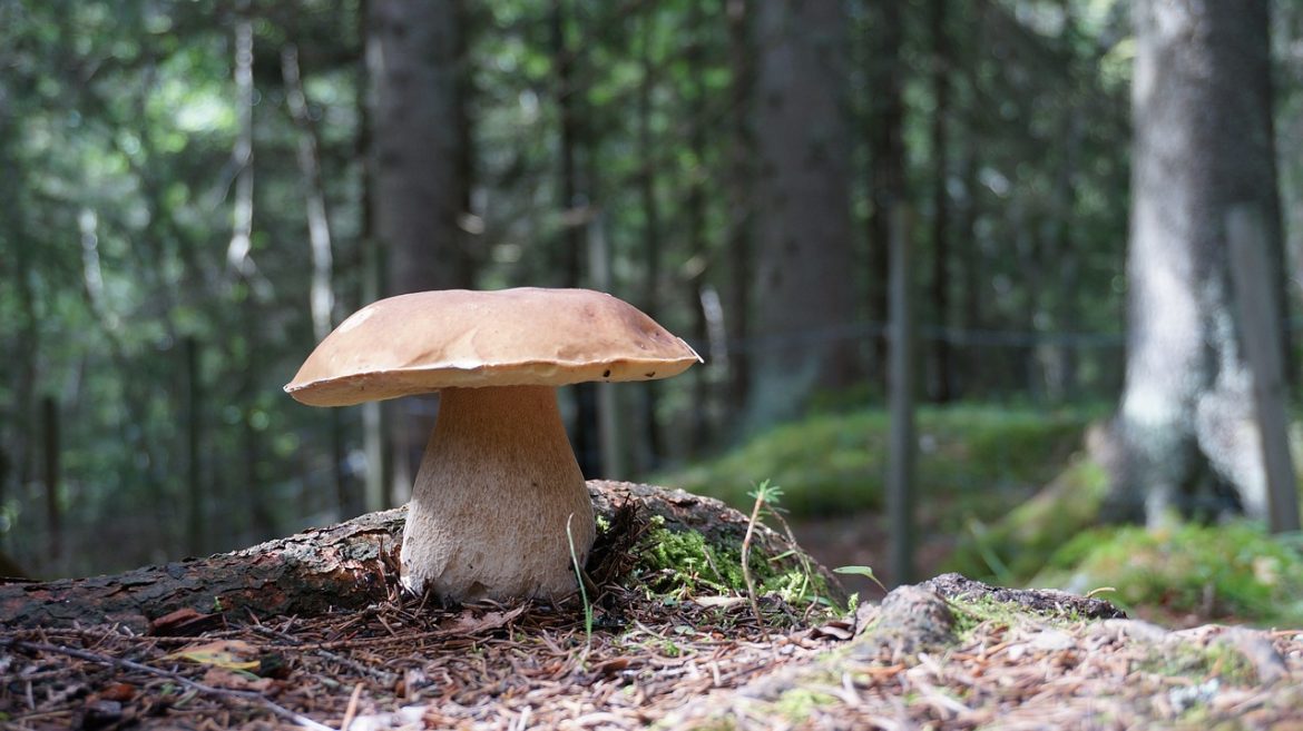 Selen in Speisepilzen