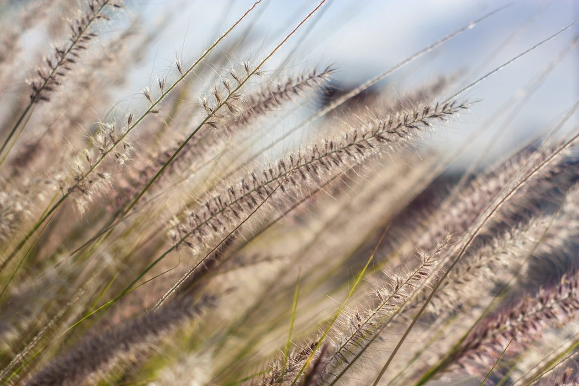 Wie Vitalpilze bei Allergien eingesetzt werden können