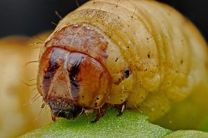 Raupe