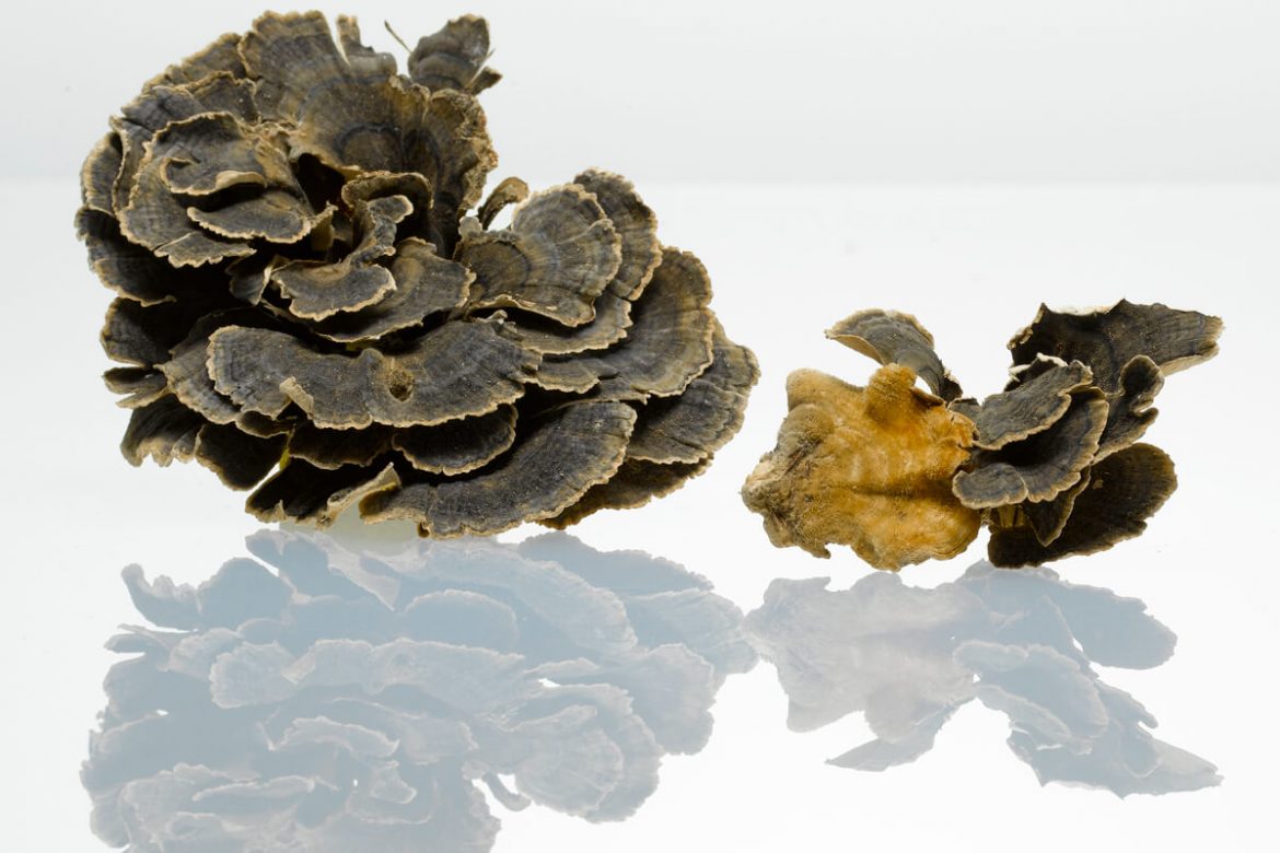Coriolus