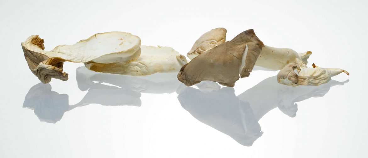 Was Sie schon immer über Pilze wissen wollten Kräuterseitling