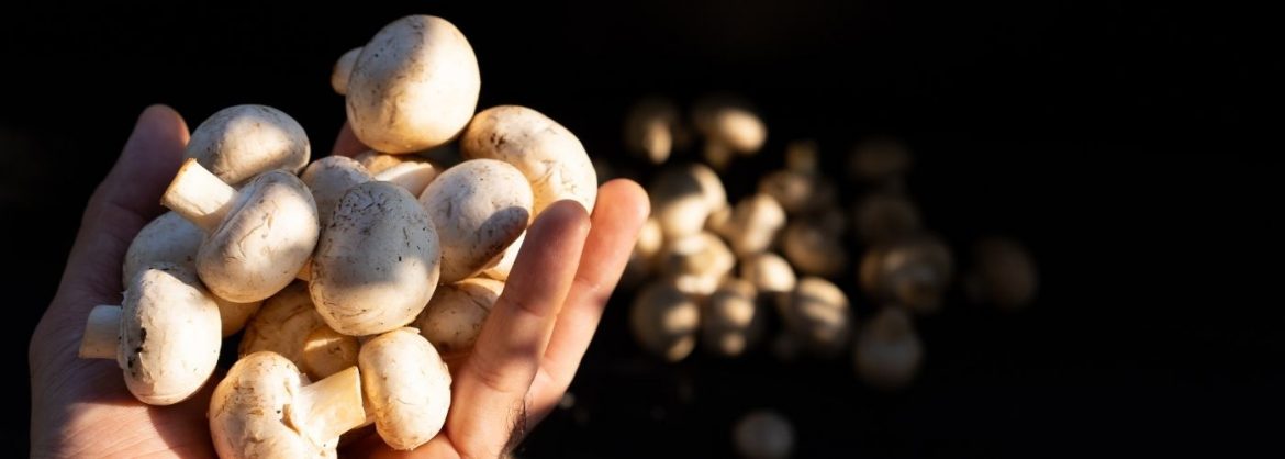 Champignons in der hand