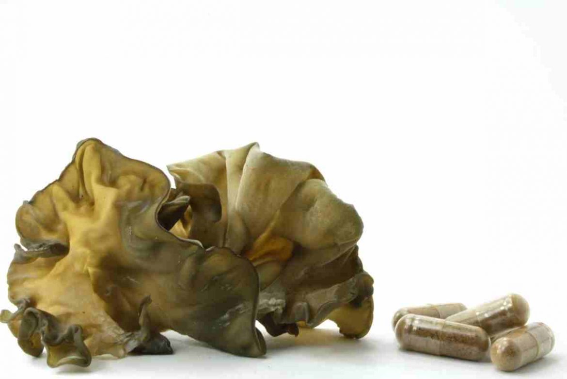 Auricularia polytricha – Ein Portrait Auricularia Judasohr Pulverkapseln