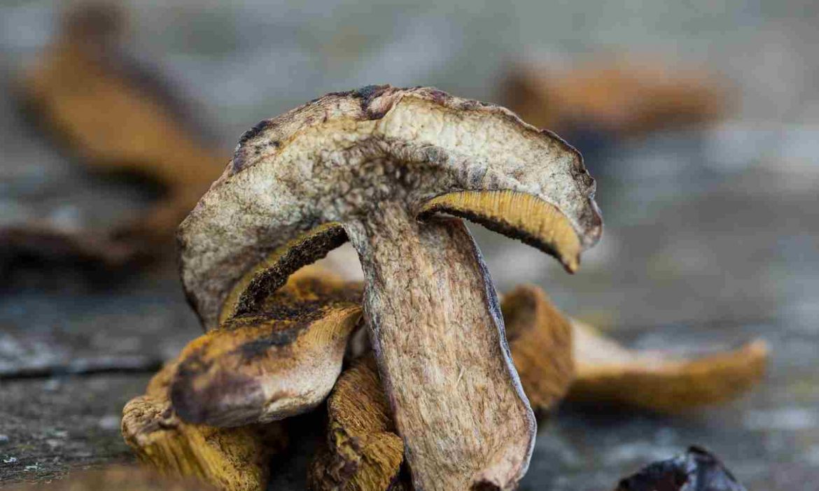 Butterpilz getrocknet