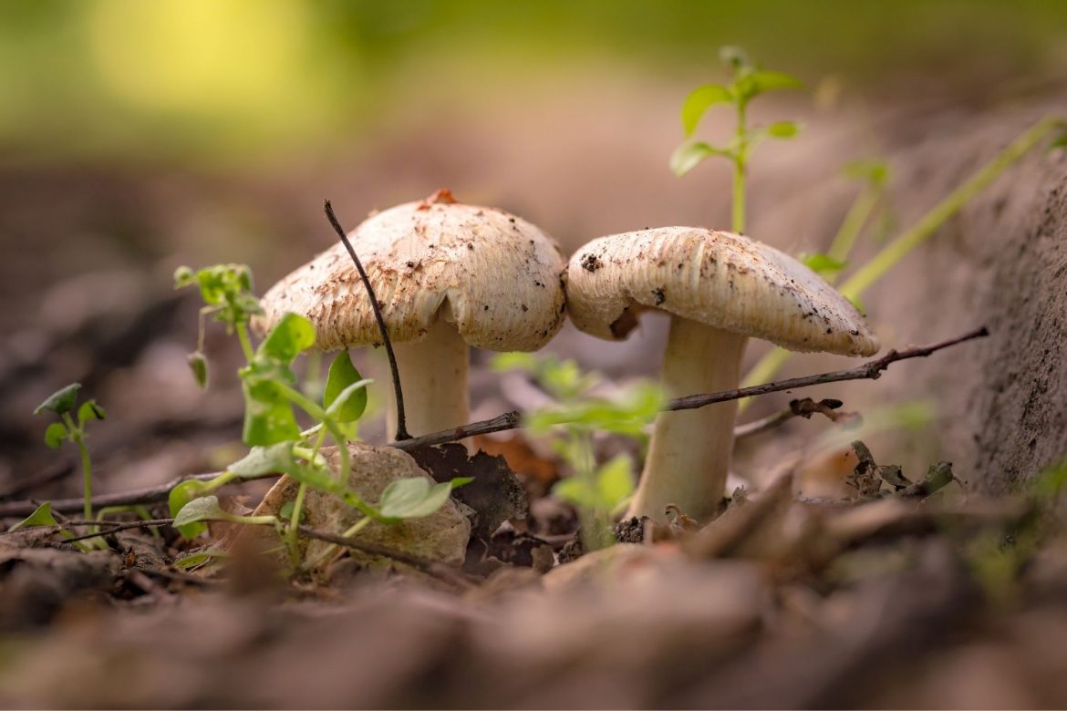 Pilze und ihre wertvollen Inhaltsstoffe: Vitamin D Champignons