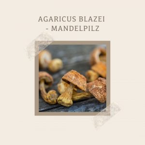 Agaricus Blazei - Mandelpilz