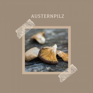 Austernpilz