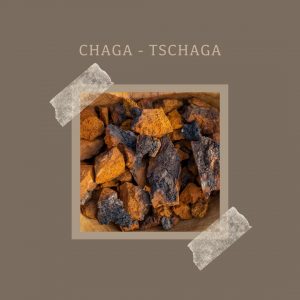 Chaga