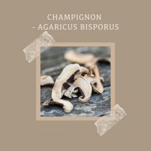 Champignon
