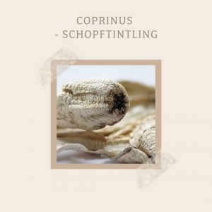 Coprinus-Schopftintling
