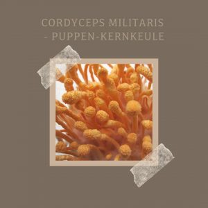Cordyceps militaris