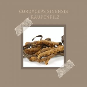 Cordyceps sinensis