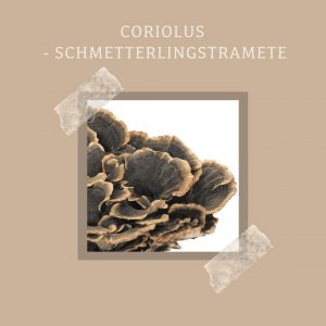 Coriolus-Schmetterlingstramete