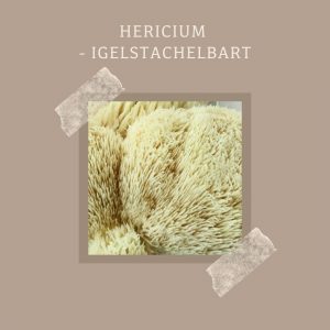 Hericium-Igelstachelbart