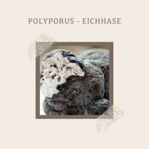Polyporus-Eichhase