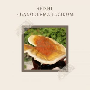 Reishi