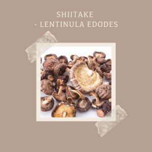 Shiitake