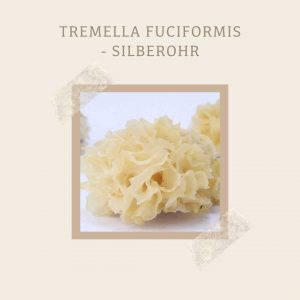 Tremella fuciformis - Silberrohr