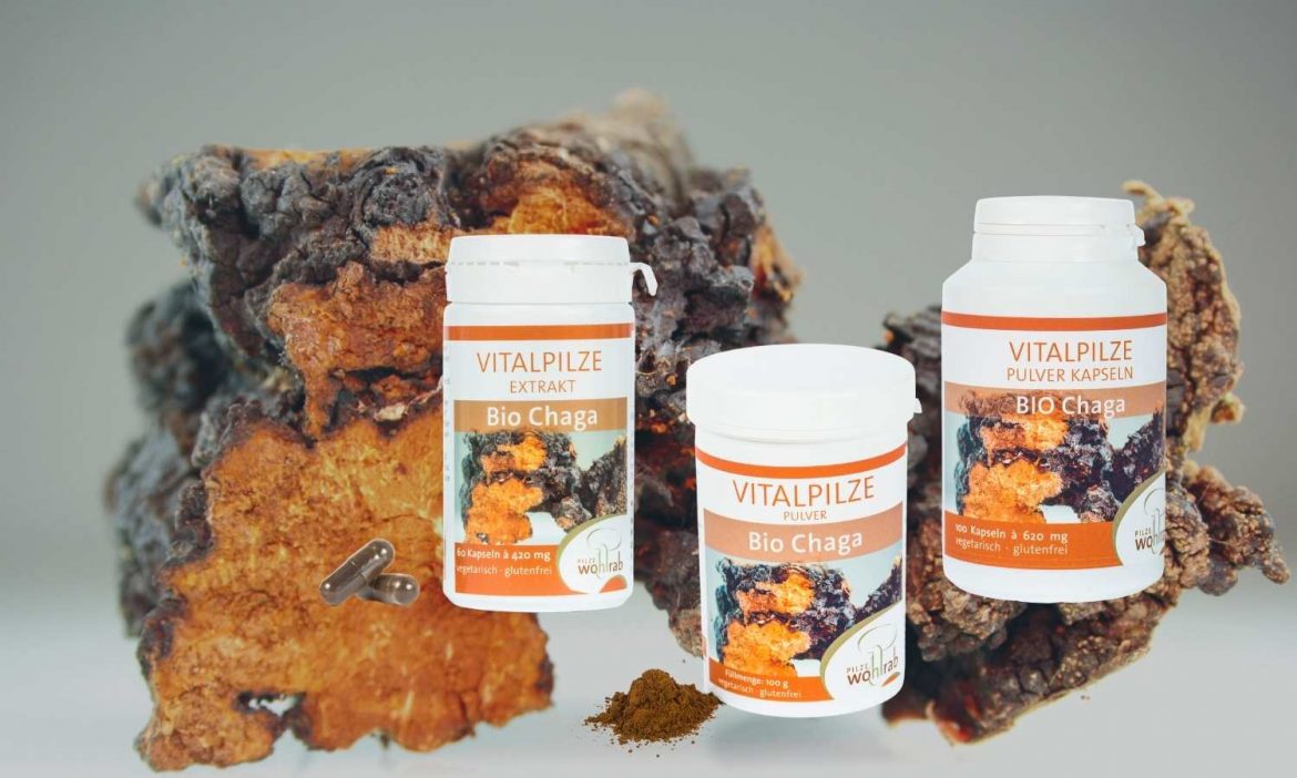 Vitalpilz Chaga Pulver und Chaga Extrakt