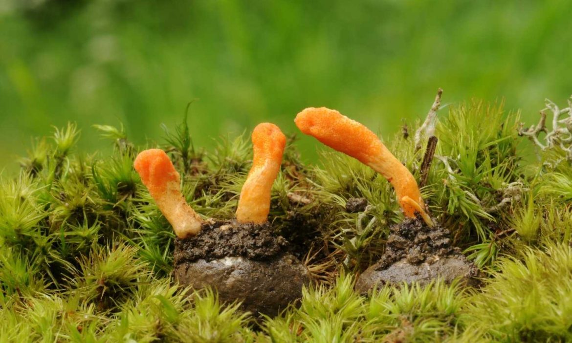 Cordyceps Raupenpilz und seine Inhaltsstoffe