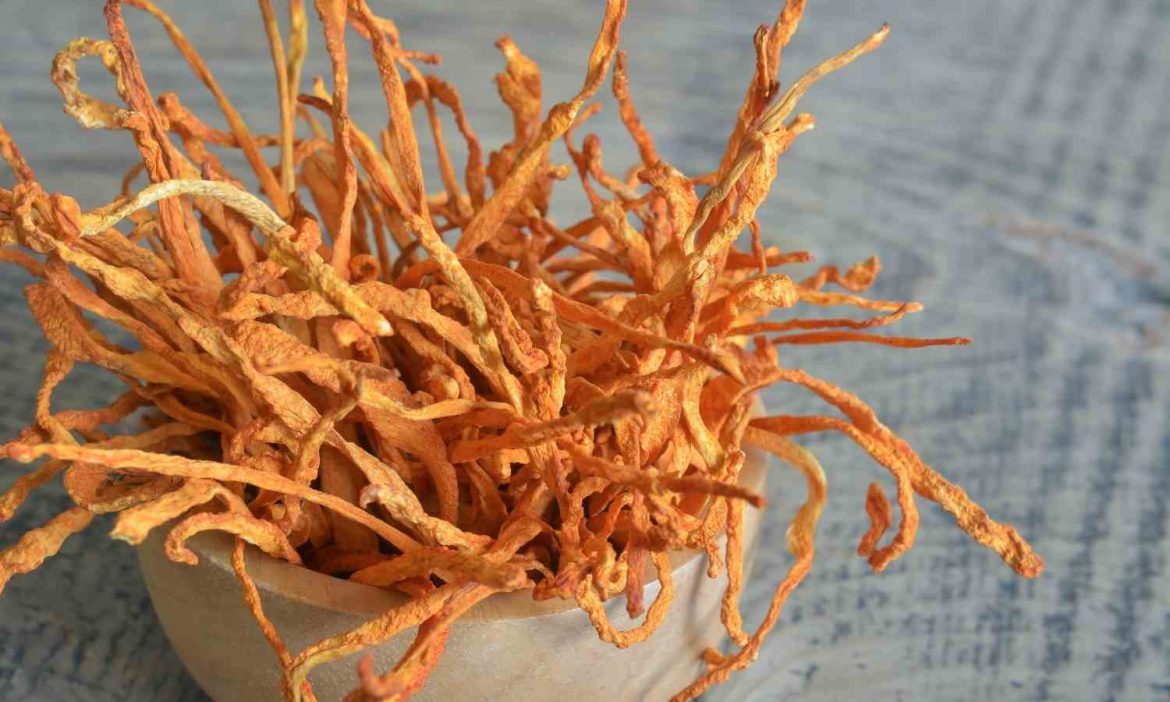 Cordyceps militaris – Vitalpilz im Fokus militaris