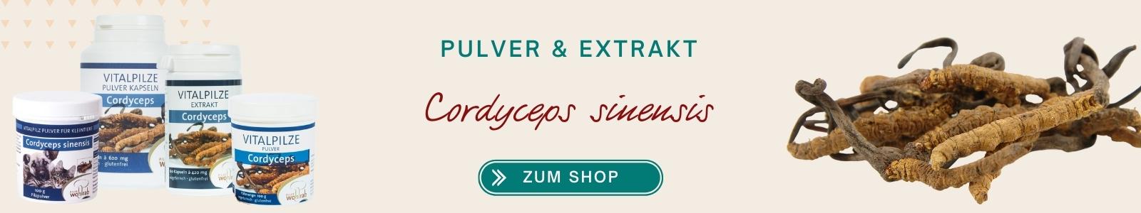 Cordyceps sinensis Pulver & Extrakt